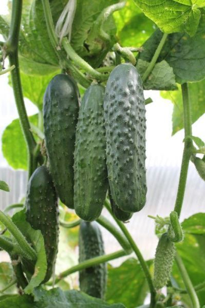 огурец Русский стиль F1  10 г.