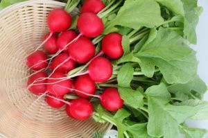 редис Сакса  РС 100г.