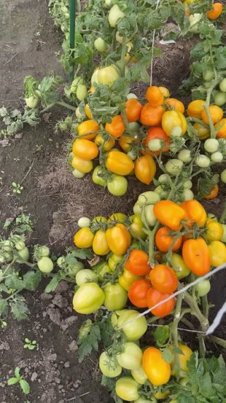 Непас 5. Томат, который не нужно пасынковать и можно консервировать!