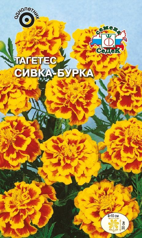 Цветок Тагетес Сивка-Бурка