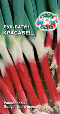 Лук Красавец (батун)