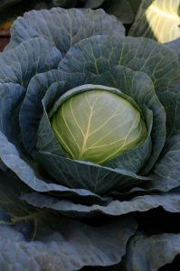 капуста Гаага F1  (б/к) 10 г.