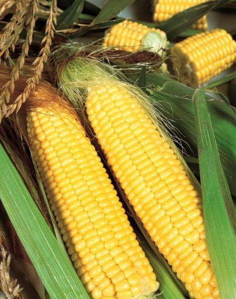 кукуруза Кубанская консервная 148  500 г