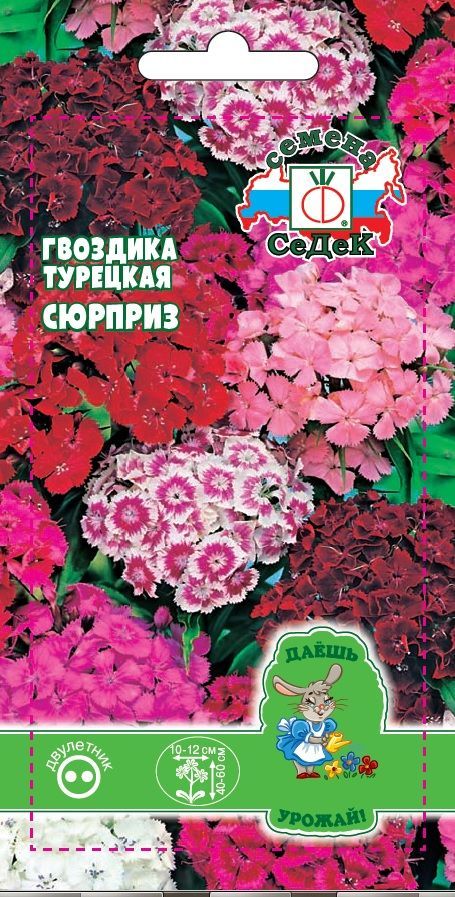 Цветок Гвоздика турецкая Мазурка (ДУ)