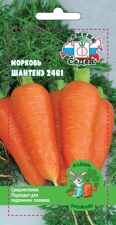 морковь Шантенэ 2461 ДУ