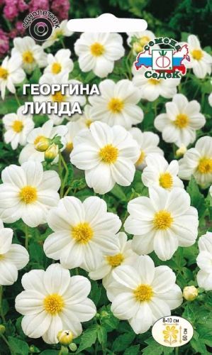 Цветок Георгина Линда