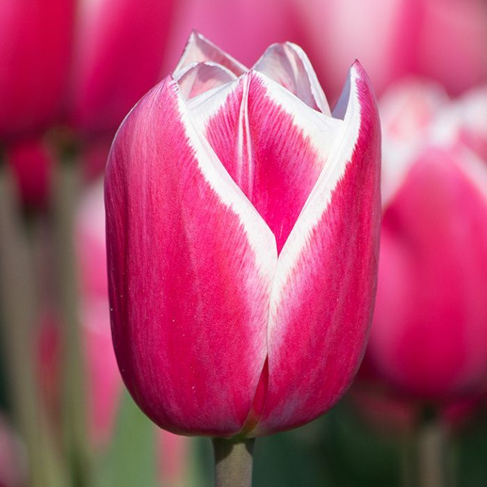 Тюльпан Евгения (триумф)