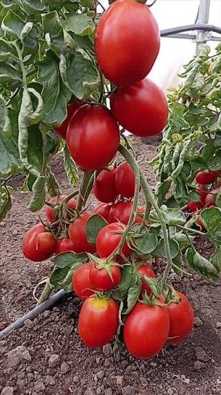 Томат Катенька. Хорошая хозяйка для вашей консервации!