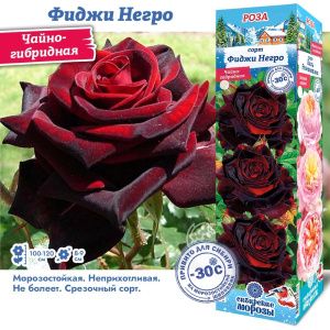 Роза Фиджи Негро