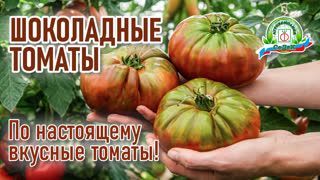 По настоящему вкусные томаты!