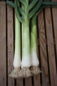 лук Карантанский (порей)  50 г