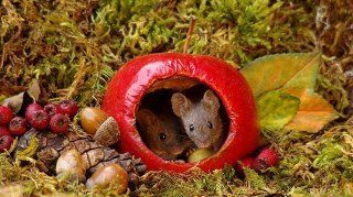 Гуманный способ защиты урожая от мышей