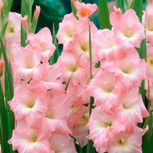Гладиолус Инвиктас 3шт