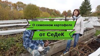 О семенном картофеле. Просто, но весьма подробно