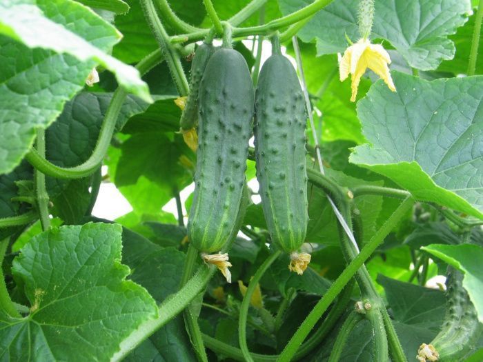 огурец Ирина F1  50 г