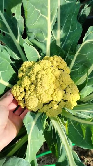 Цветная капуста - полезный и очень красивый овощ! А если его ещё и также вкусно приготовить!