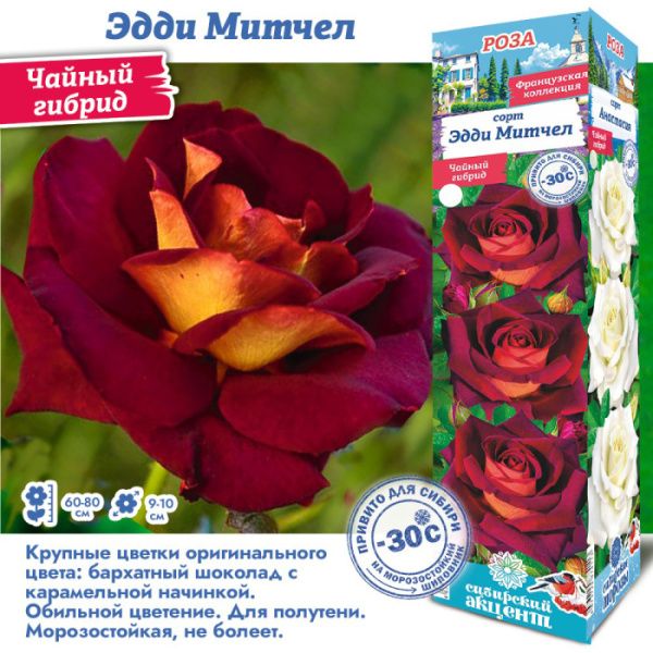 Роза Эдди Митчел