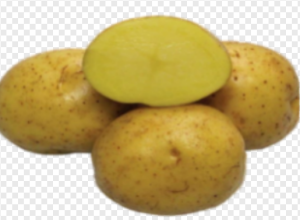 Картофель семенной Коломбо 2 кг (1я репродукция)