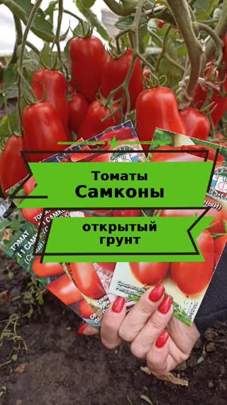 Томаты Самконы. Открытый грунт