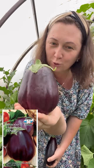 Обзор баклажан
