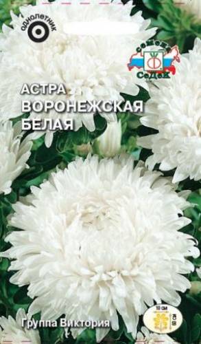 Цветок Астра Воронежская белая