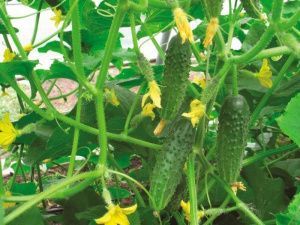 огурец Кай F1  10г.