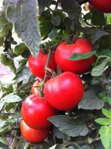 томат Ажур F1  5 г