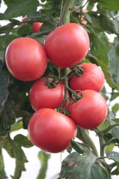 томат Счастье Русское F1 500 сем.