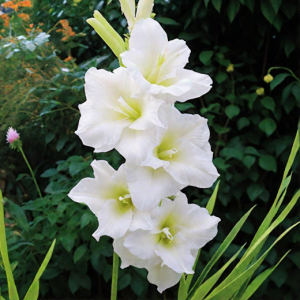 Гладиолус Амстердам 3шт