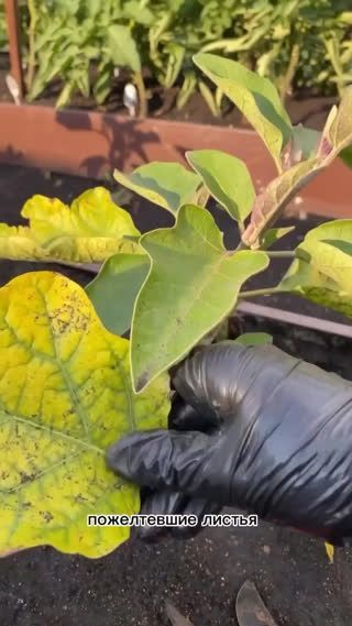 Минимальный уход за баклажаном