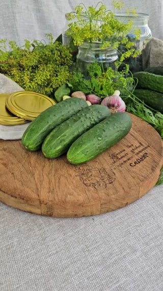 Огурец СамКон 14. Консервируйте качественные огурцы!