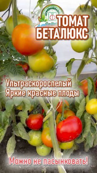 Ультраскороспелый томат без пасынкования!