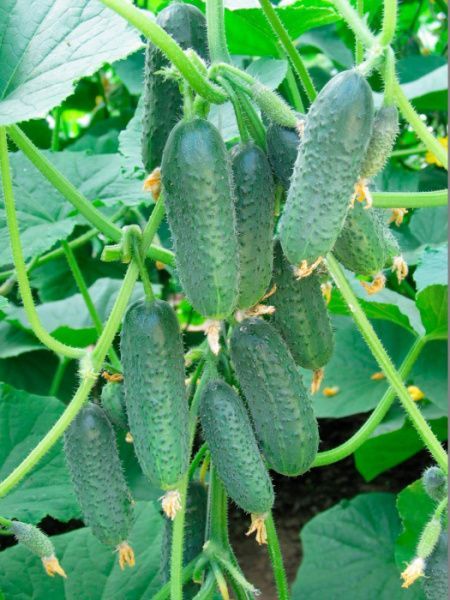 огурец Престиж F1  10 г