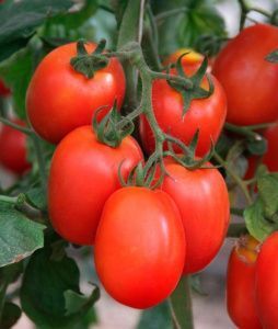 томат Богач F1  10г