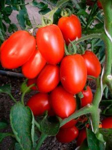 томат Царевна F1  5 г