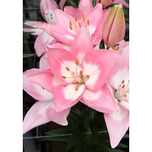 Лилия Энджой азиатская