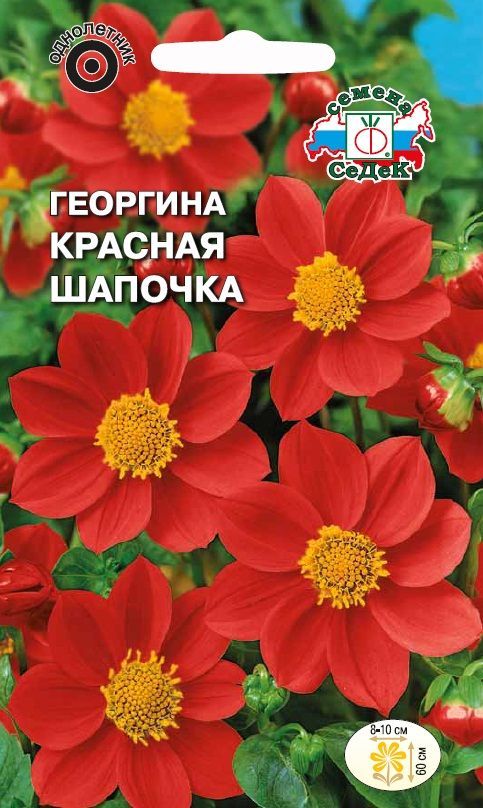 Цветок Георгина Красная шапочка