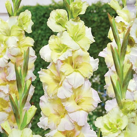 Гладиолус Цера Стелвио 3шт