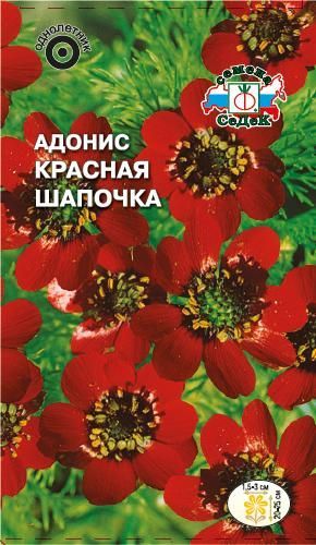 Цветок Адонис Красная шапочка