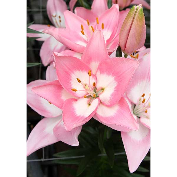 Лилия Энджой азиатская