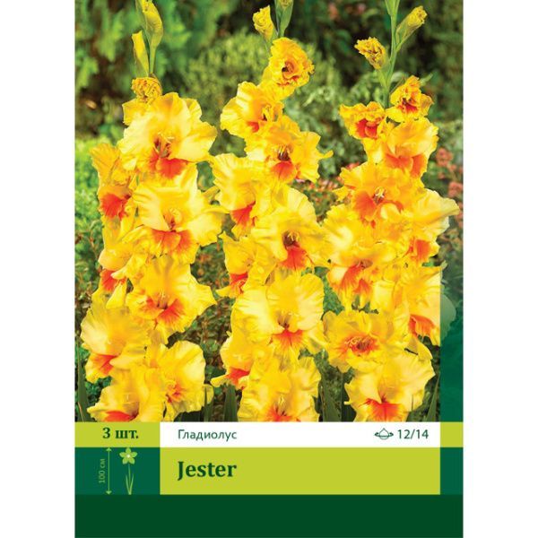 Гладиолус Джестер 3шт