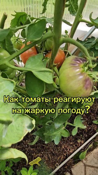 Несмотря на жаркую погоду,