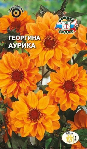 Цветок Георгина Аурика