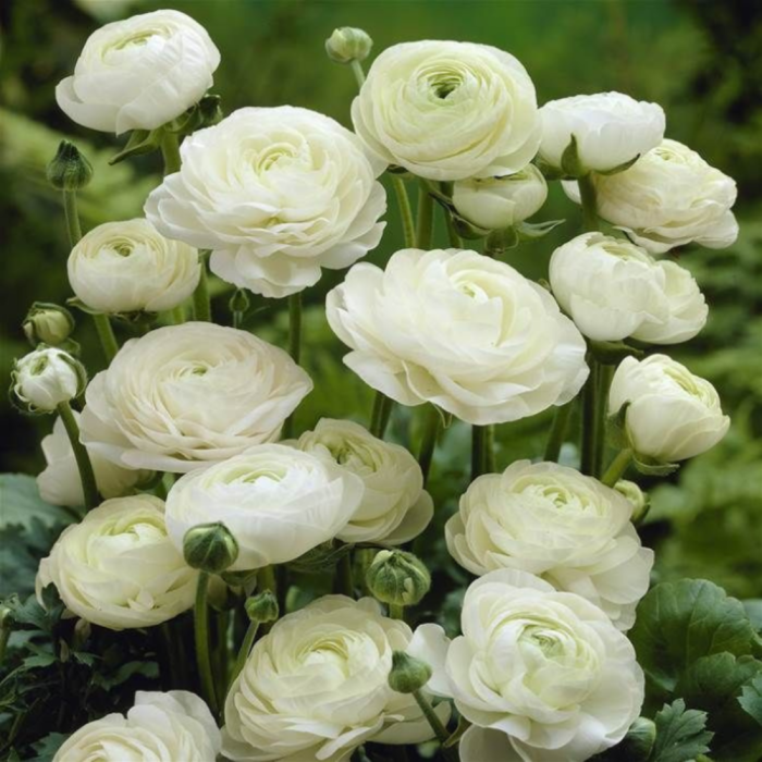 Лютик Белый