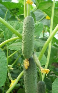 огурец Феникс  10г