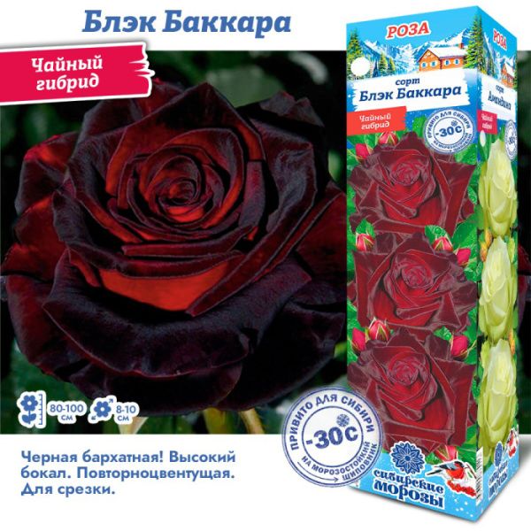 Роза Блэкбаккара