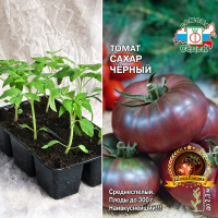 Томат Сахар Черный, кассета 6шт.