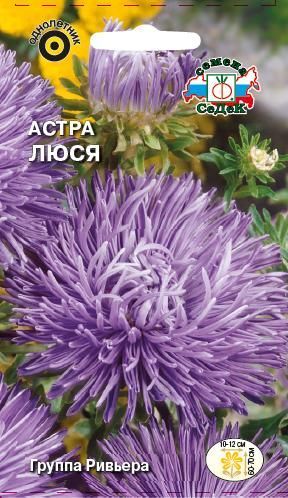 Цветок Астра Люся