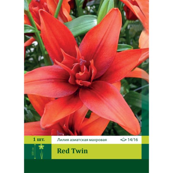 Лилия Ред Твин