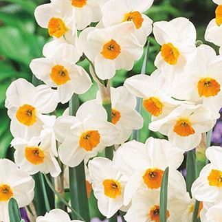 Нарцисс Гераниум  (тацетта)